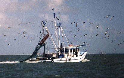 bayshrimper.jpg (53755 bytes)